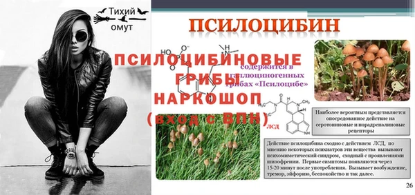 сатива Новозыбков